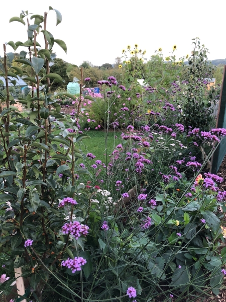 Blockley Allotments